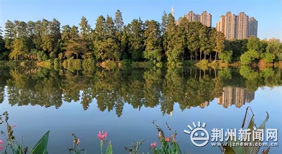 作家菡萏的散文,作家菡萏的美文