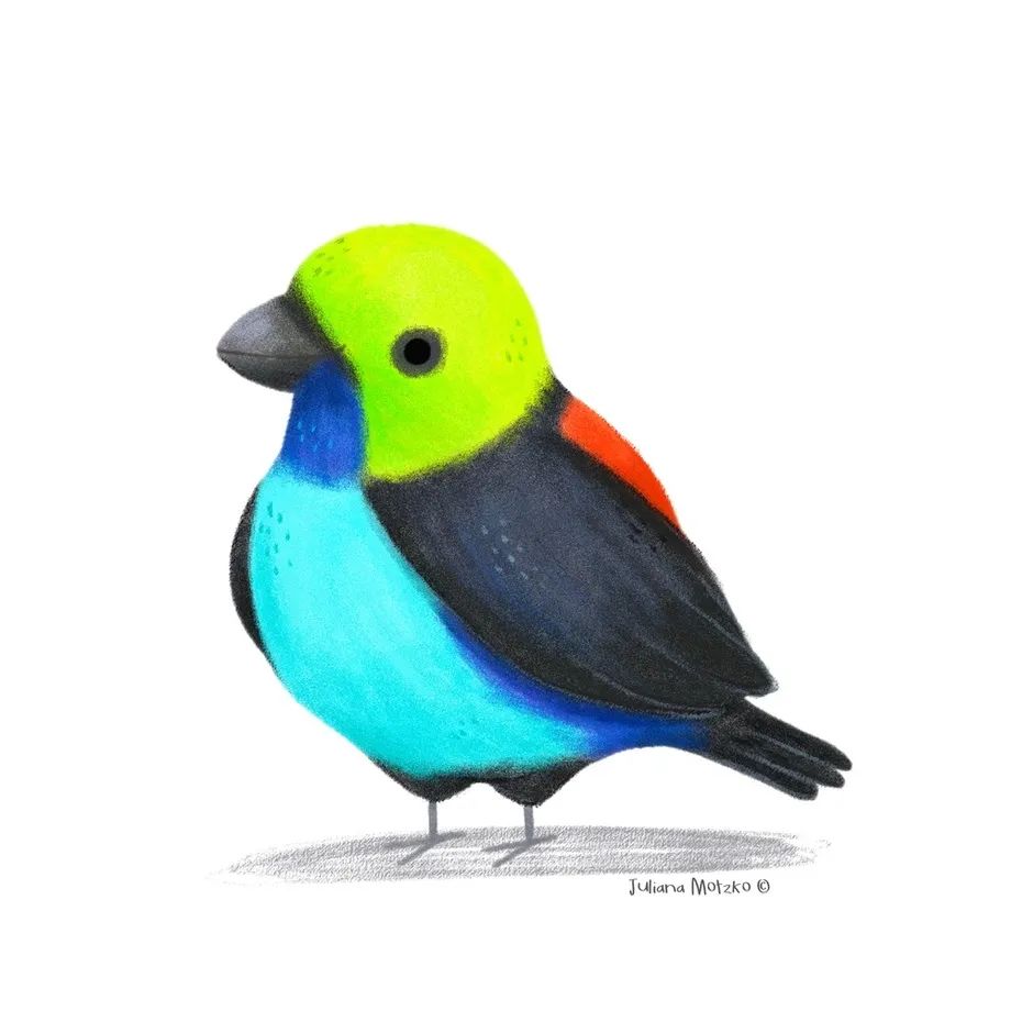 鸟类插画大全,鸟类插画艺术欣赏