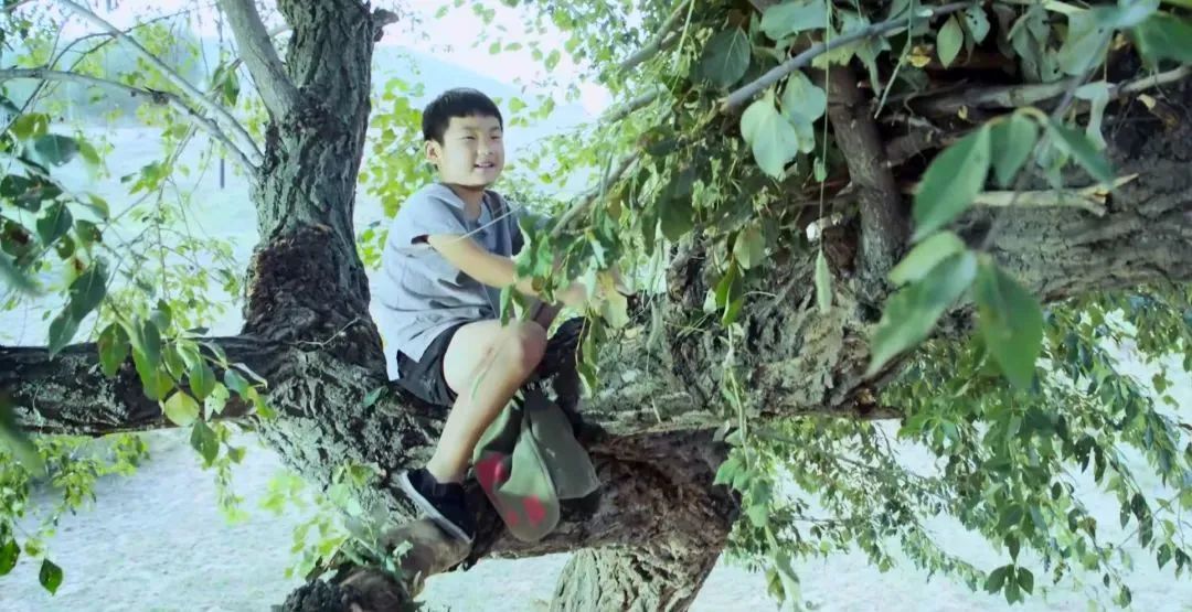 树上有个好地方电影免费看1080p,儿童电影树上有个好地方