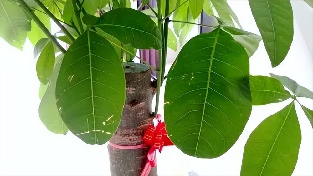 俗语说门前种三种树富贵三代人,门前栽三树家旺人也富