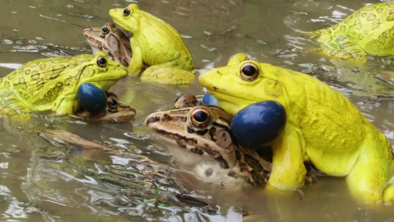 情人节攻略：大自然中的求偶杀手锏