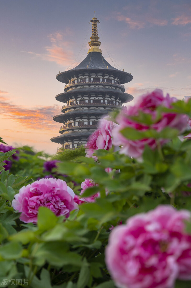 唯有牡丹真国色，花开时节动京城——牡丹，自是花中第一流