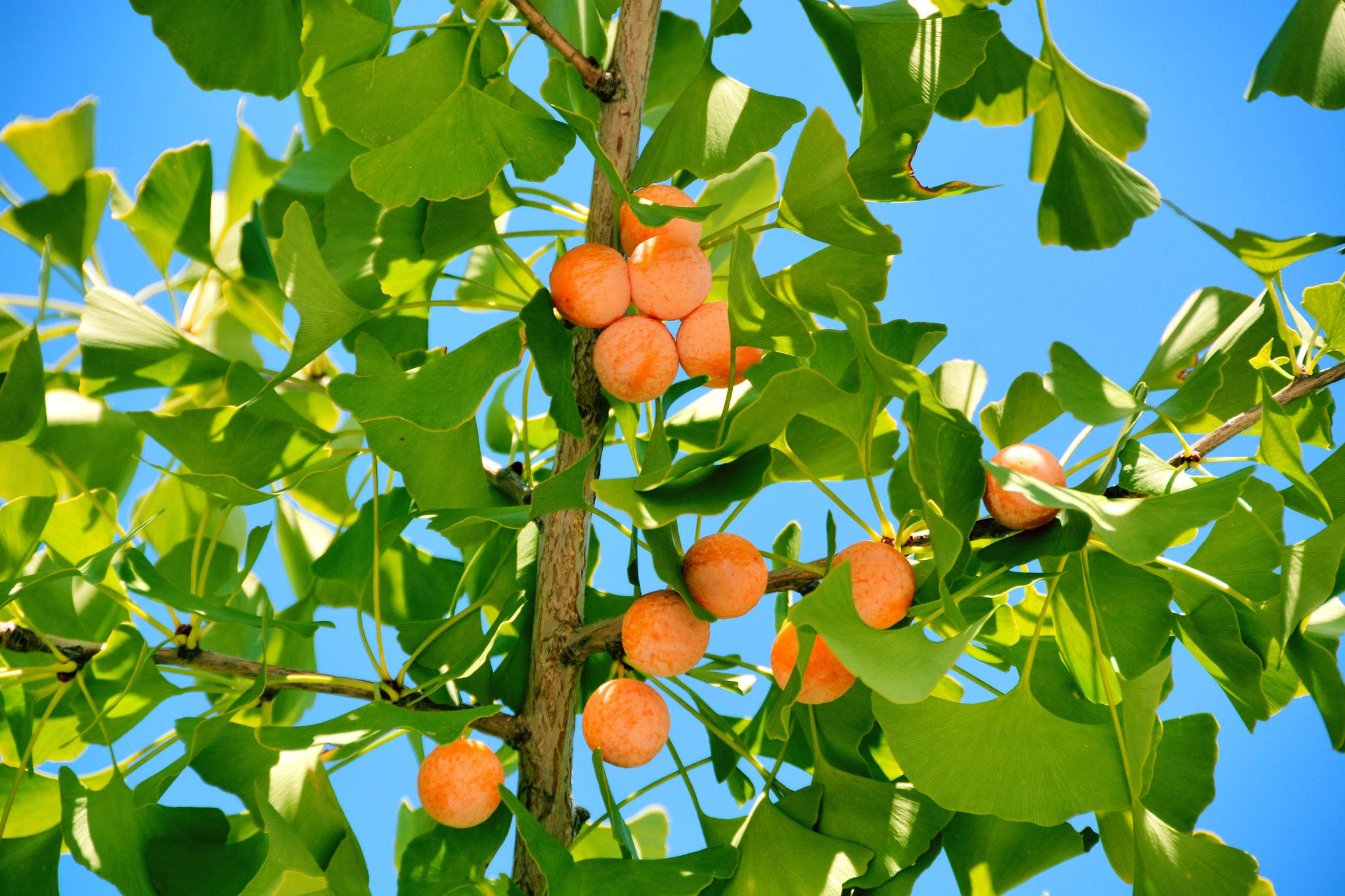 说文解字第287课细说德字,说文解字第372课