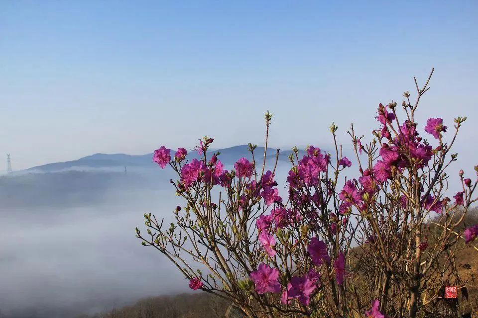 金达莱花盛开视频,延边金达莱盛开的地方