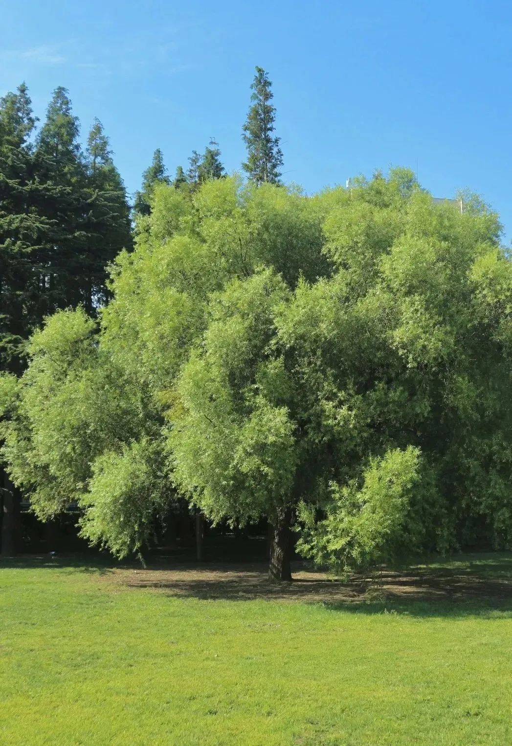 青岛最美青岛,中国美丽的青岛