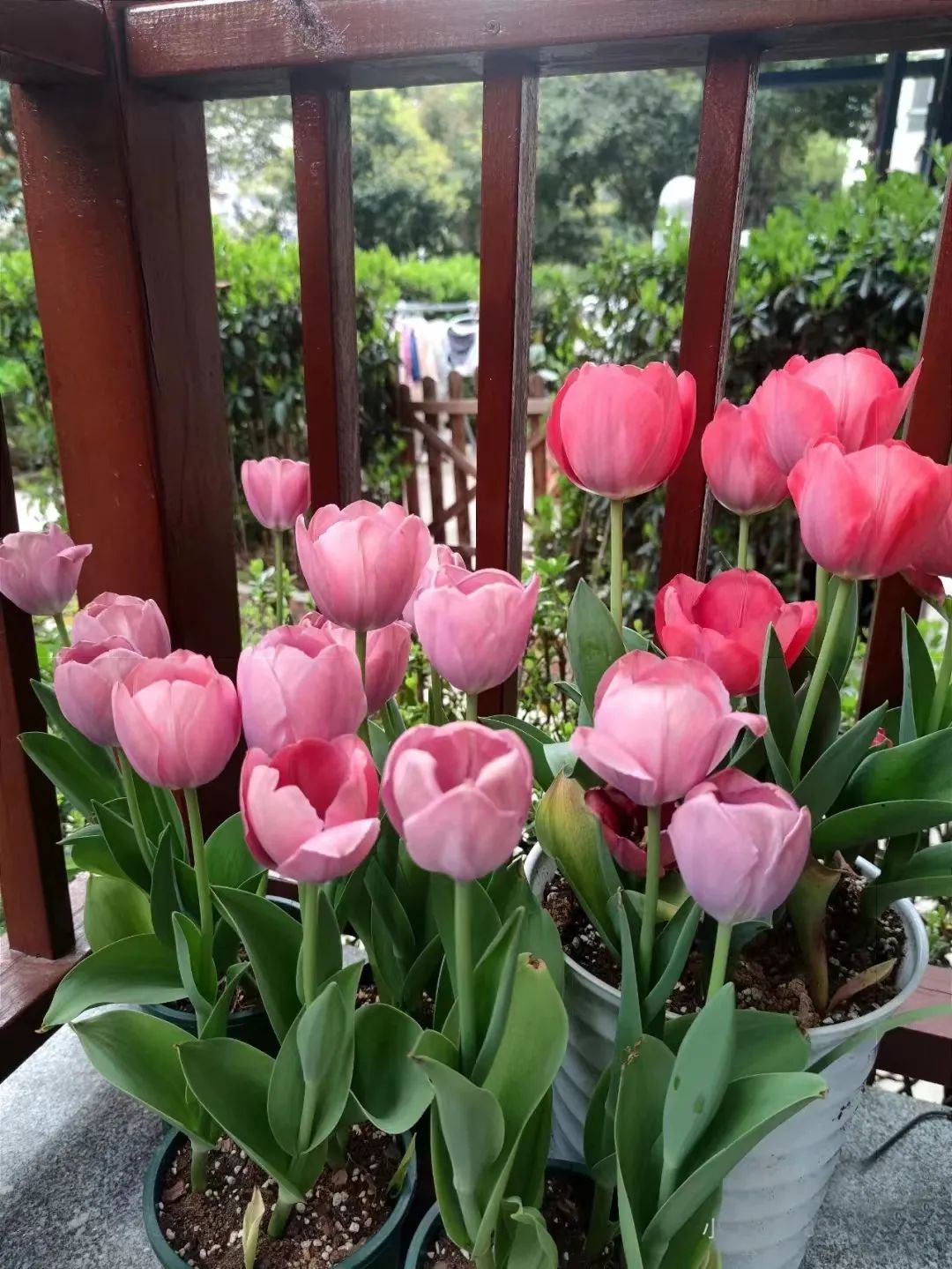 球根类花卉有哪些比较好养,有哪些好看的球根花卉盆栽