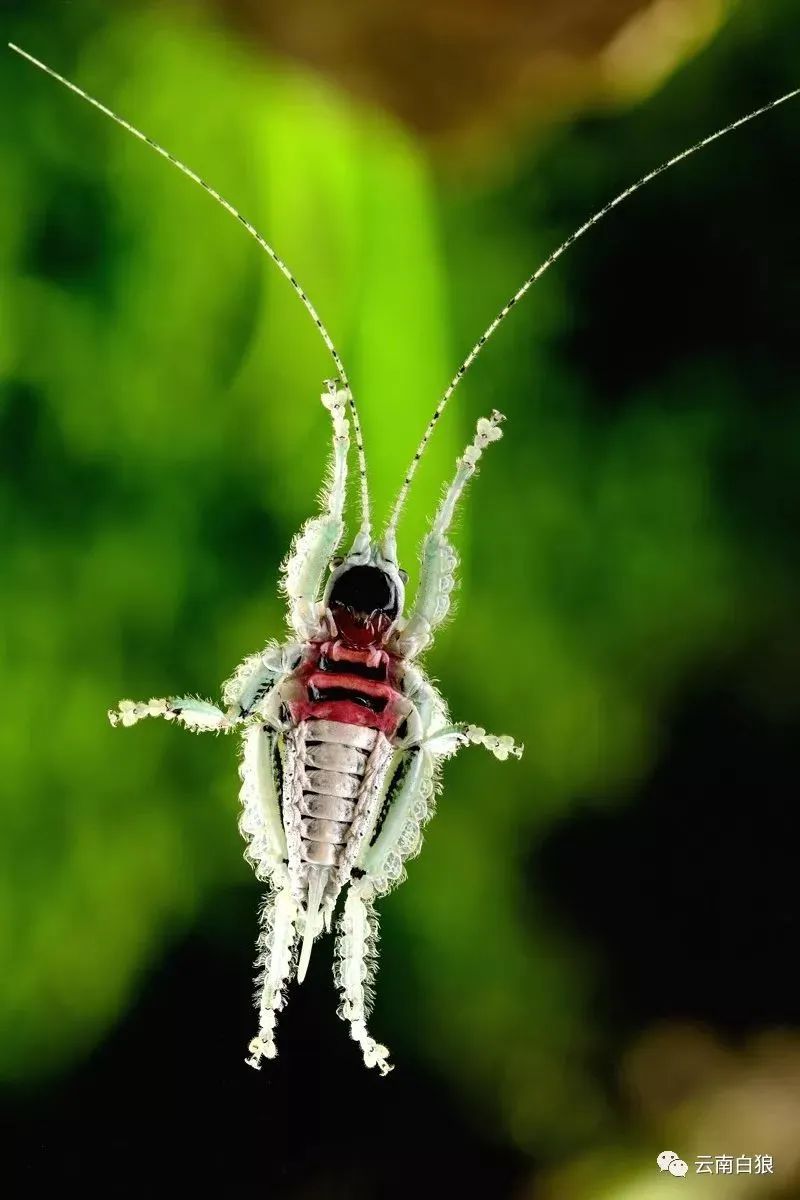 学校突然出现诡异的虫子,女生宿舍惊现不明虫