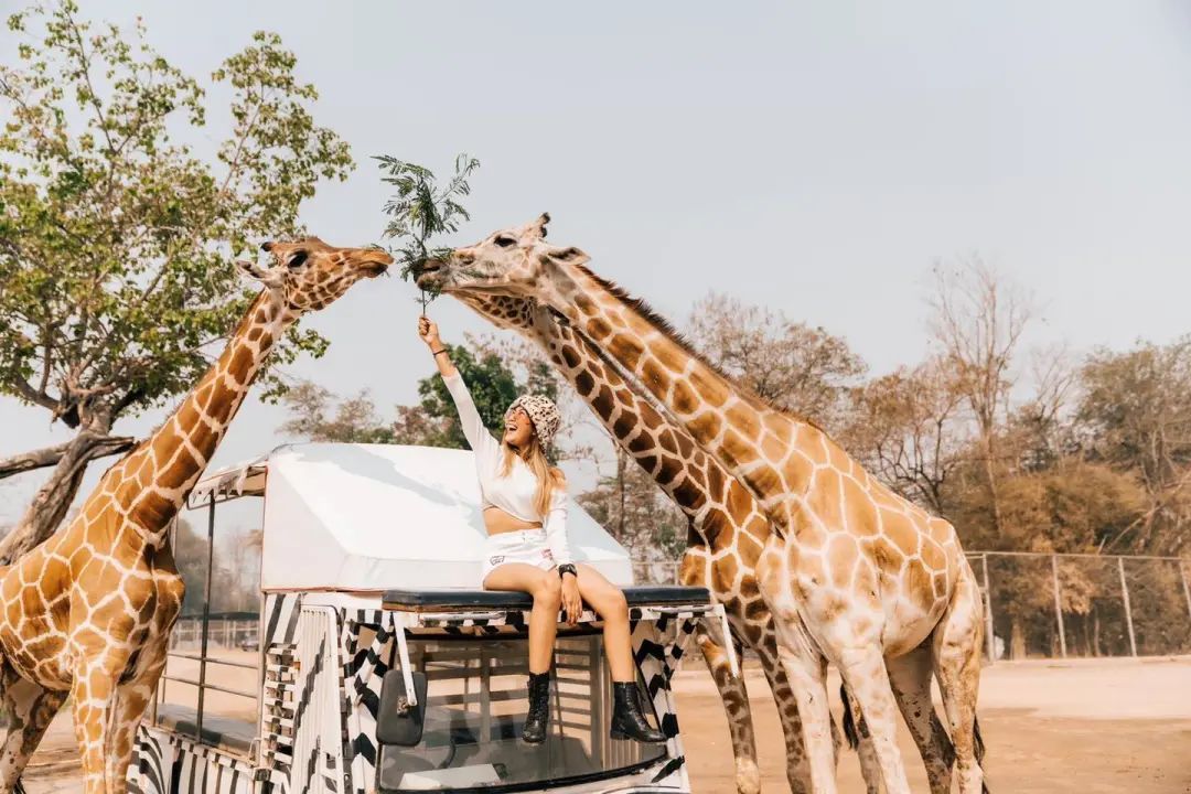 泰国曼谷旅游必去十大景区,泰国野生动物园亲子游