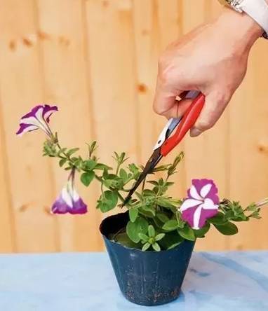 让你的家变成绿色天堂：家中花卉美化和养护方法