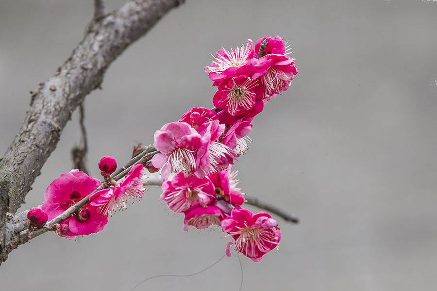春色满园关不住表达什么之情,满园春色关不住一枝红杏是啥意思