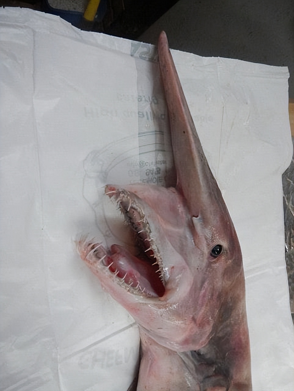 剑吻鲨科,剑吻鲨和深海霸主