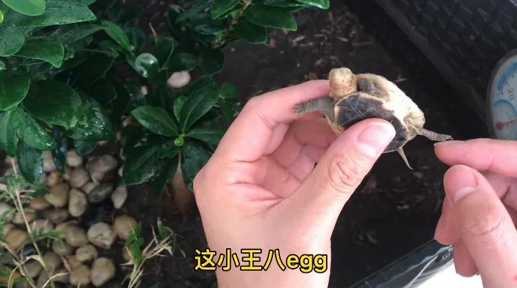 鱼池养龟乌龟怎么冬眠,我的养龟日记和养鱼日记