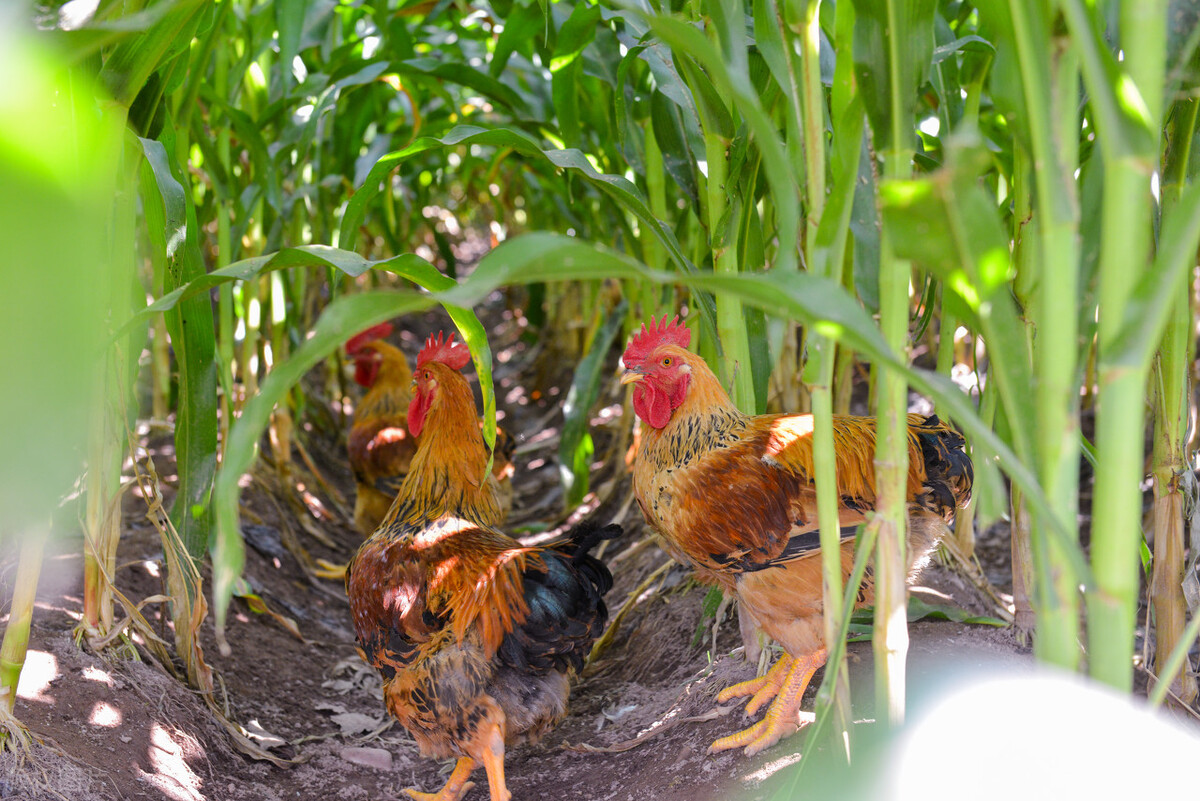 创业养鸡需要注意什么,养鸡的创业模式是什么样的