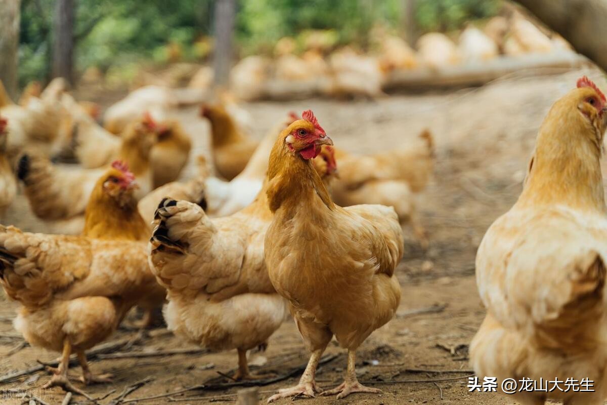 我和粉丝对话视频,我和粉丝交流的一天