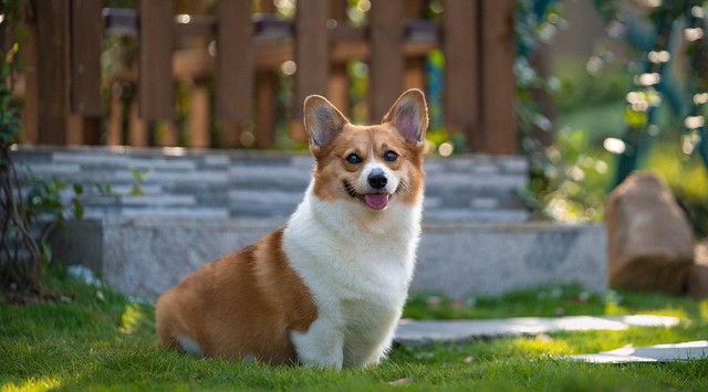 带宠物狗去旅行必备指南