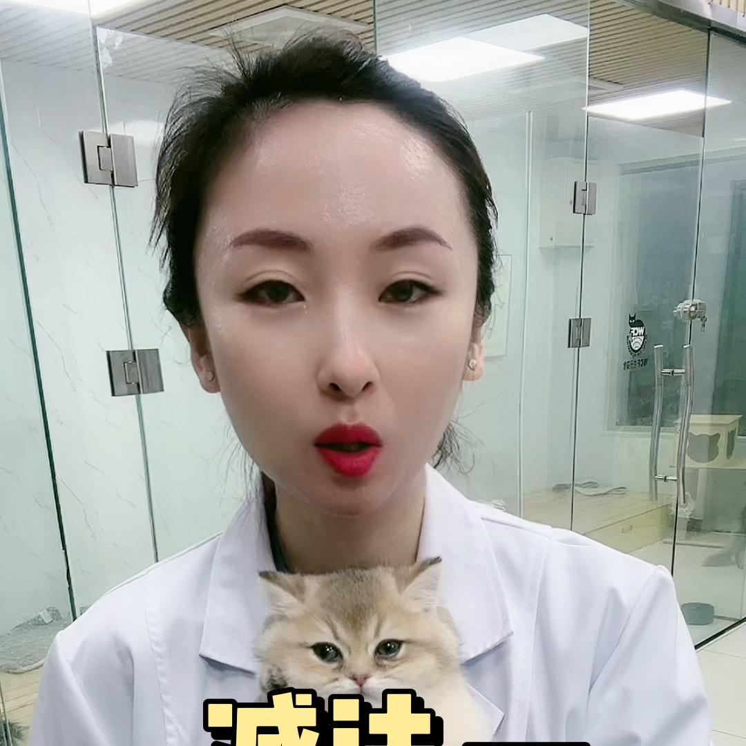 新手养猫小知识养猫必看,养猫平替小技巧