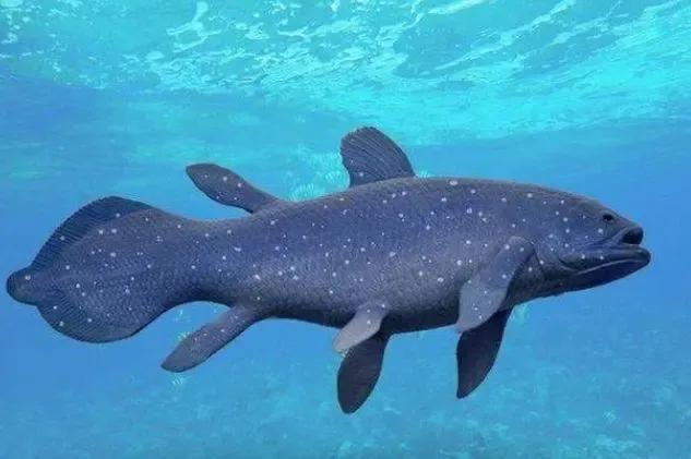 人类的祖先鱼类两栖类生物名字,为什么人类的祖先是鱼呢