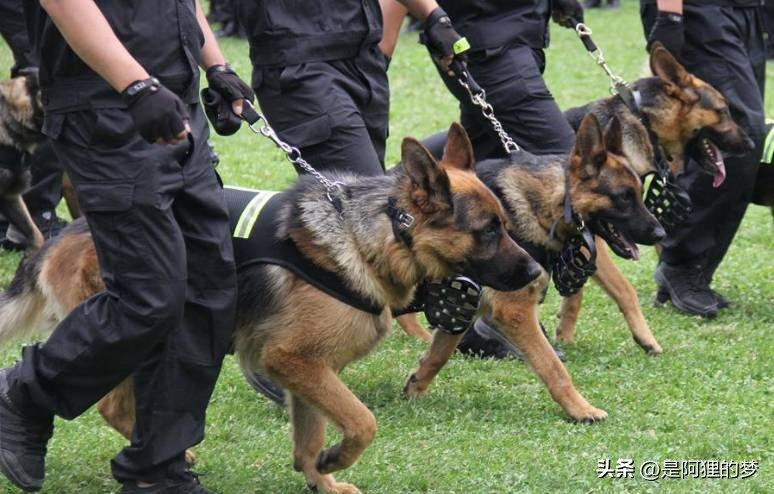 土狗这么聪明为什么不能当警犬,狗狗界最聪明的狗