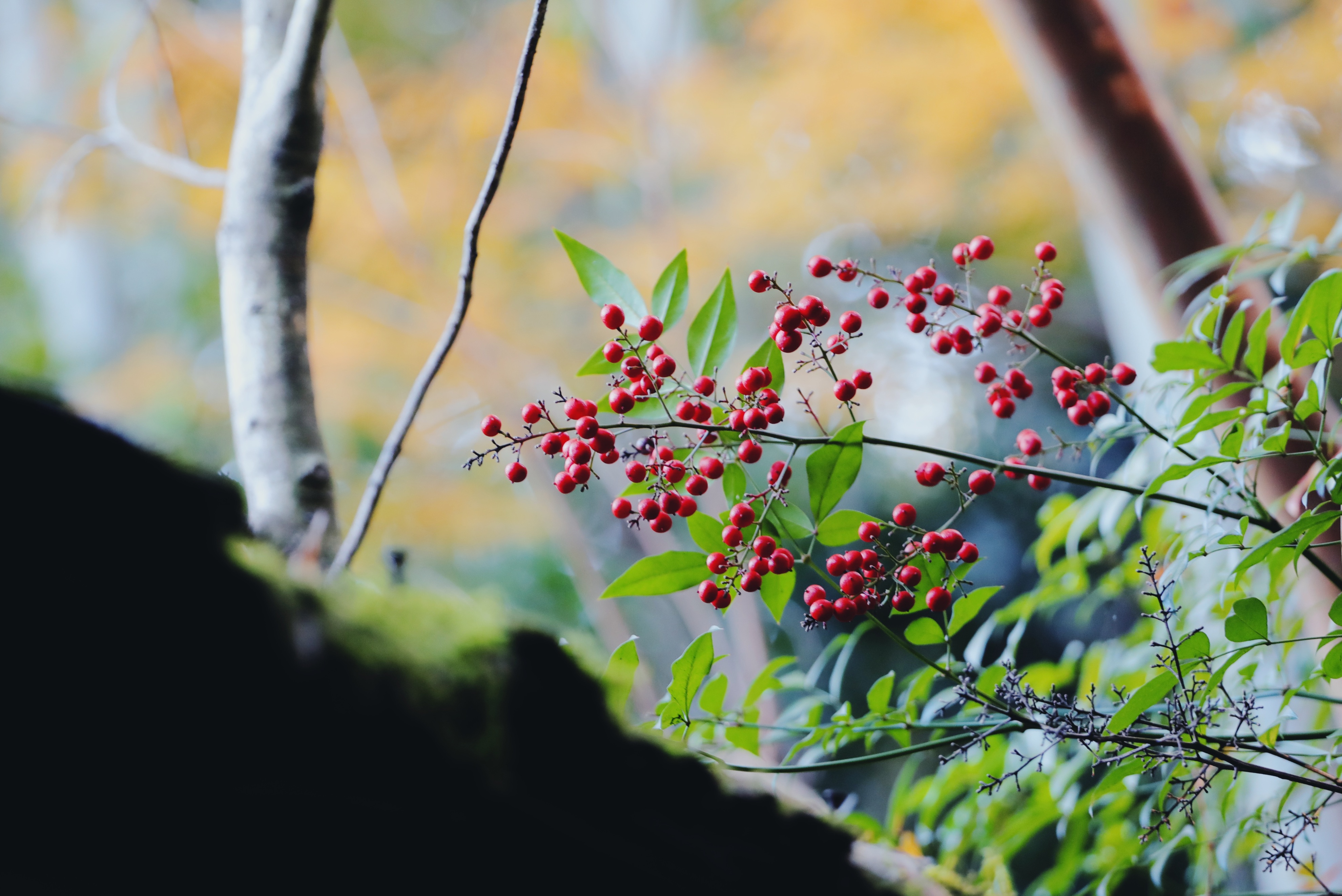 中国最认可的英国大学就业率排名,英国学生满意度排名