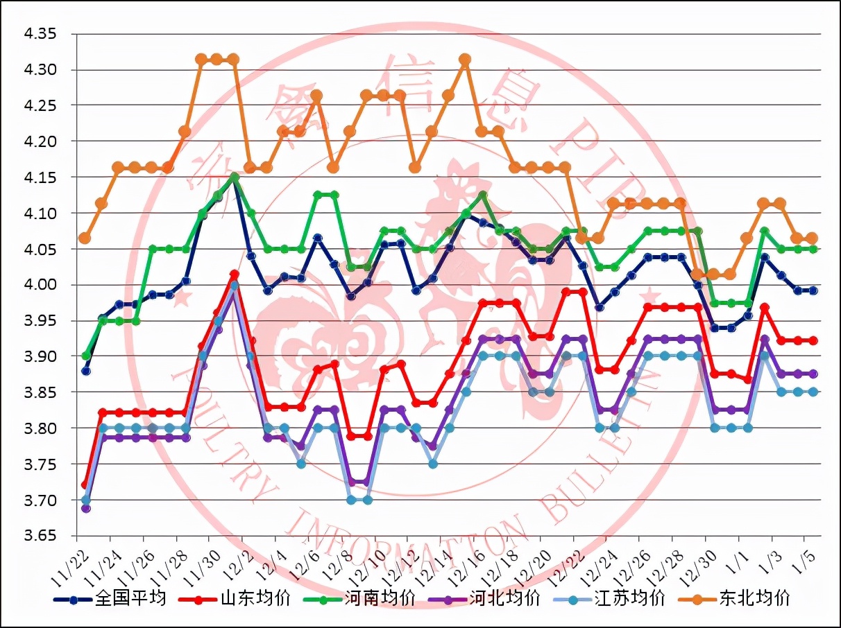 年前三黄鸡的价格还会涨吗,年前淘汰鸡价格还有上涨的可能吗
