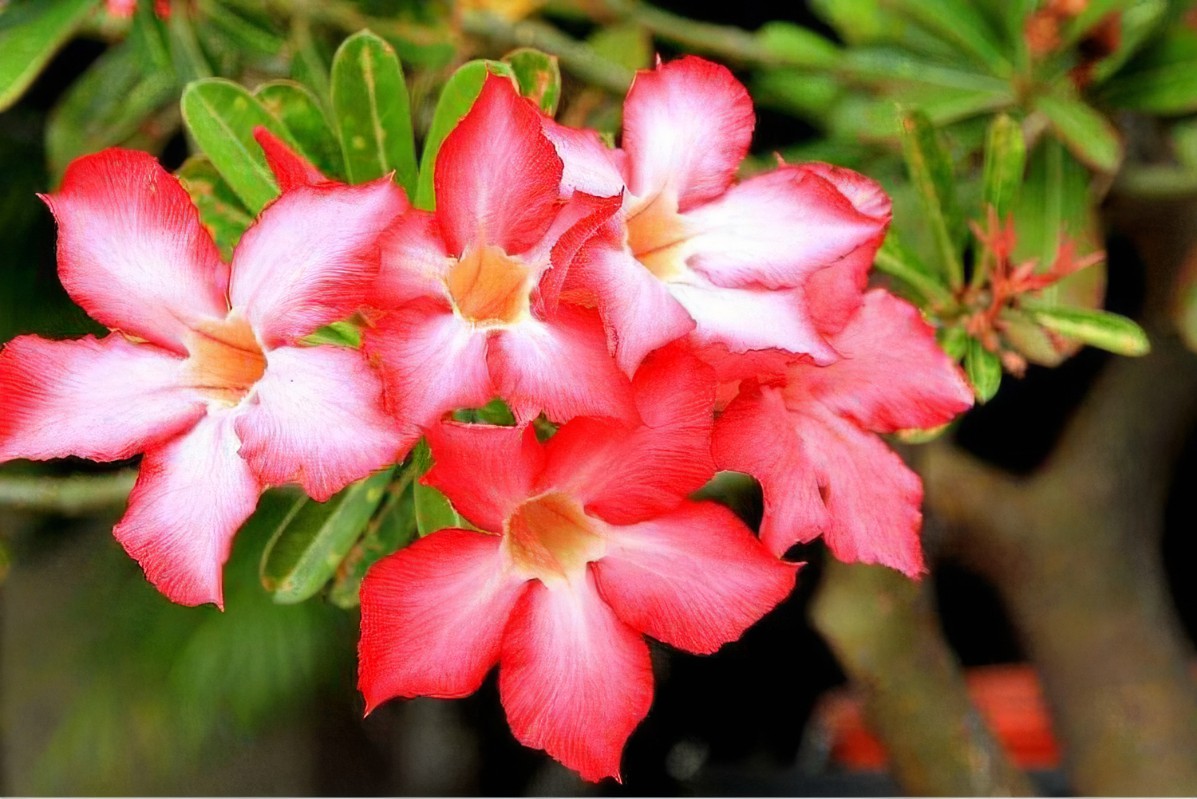 怎么把沙漠玫瑰养成啤酒肚,重瓣沙漠玫瑰养殖方法