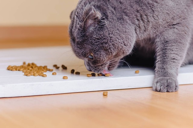 喂猫兼职赚5000,0门槛互联网赚钱副业