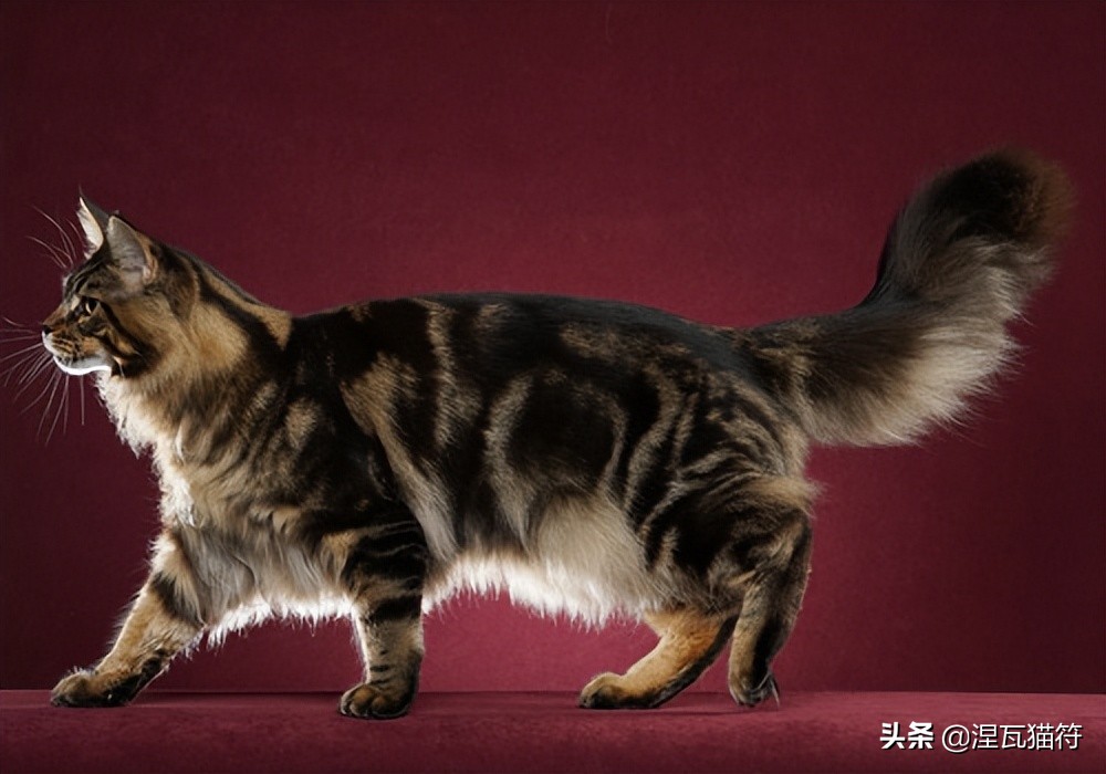 缅因库恩猫银虎斑,缅因猫浅银虎斑