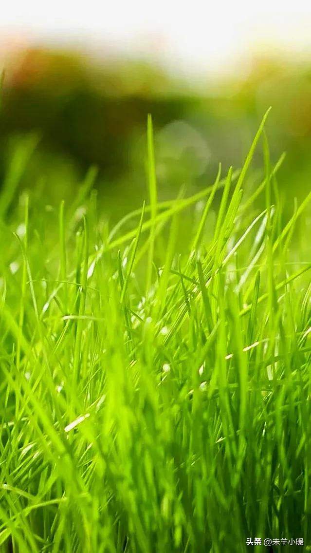 最美的手机壁纸大全,养眼养心的壁纸