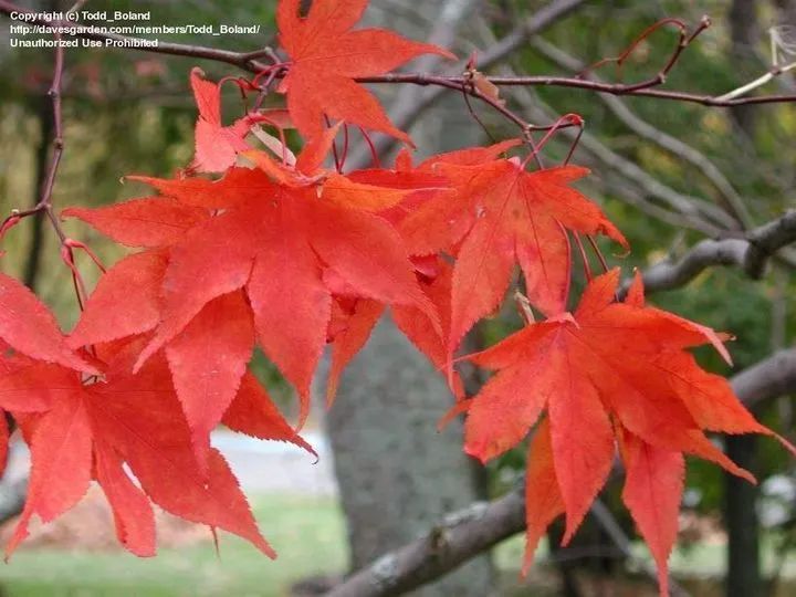 「秋天必看」枫树图鉴22年版——鸡爪枫及日本枫篇
