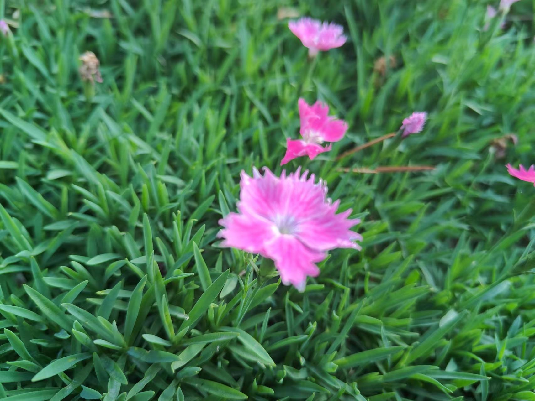 一加acepro10倍变焦广角主摄在哪,一加acepro拍照能力