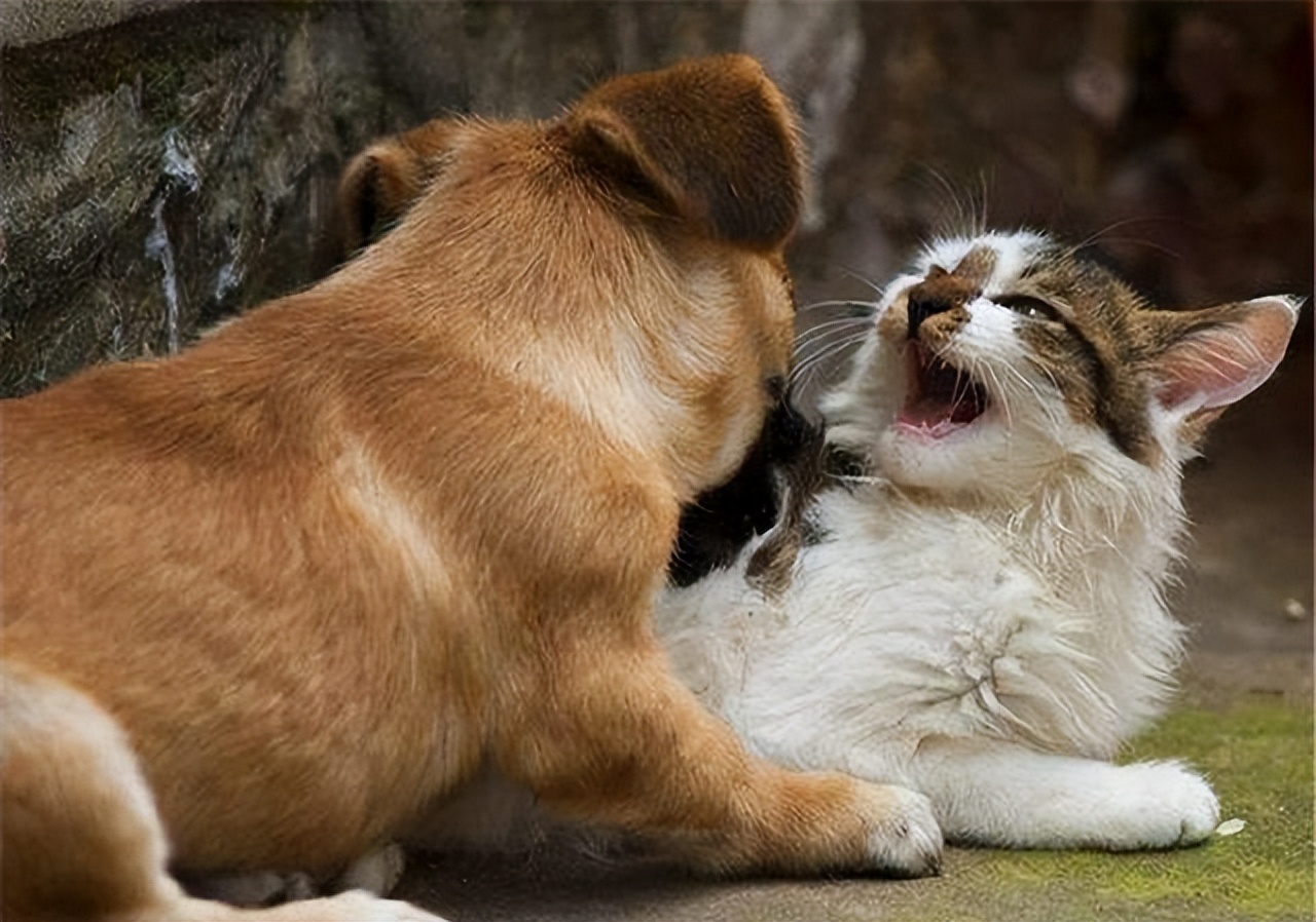 猫咪的克星是什么样子,猫咪最害怕的五件东西