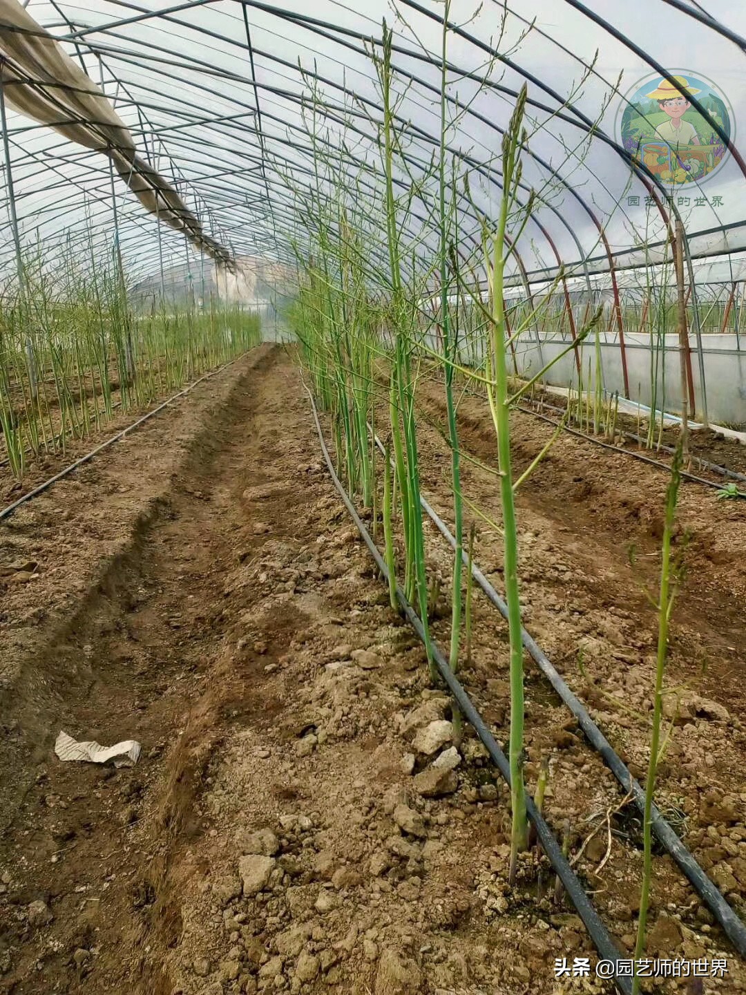 可食用景观植物案例：芦笋价值开发与育苗种植技术
