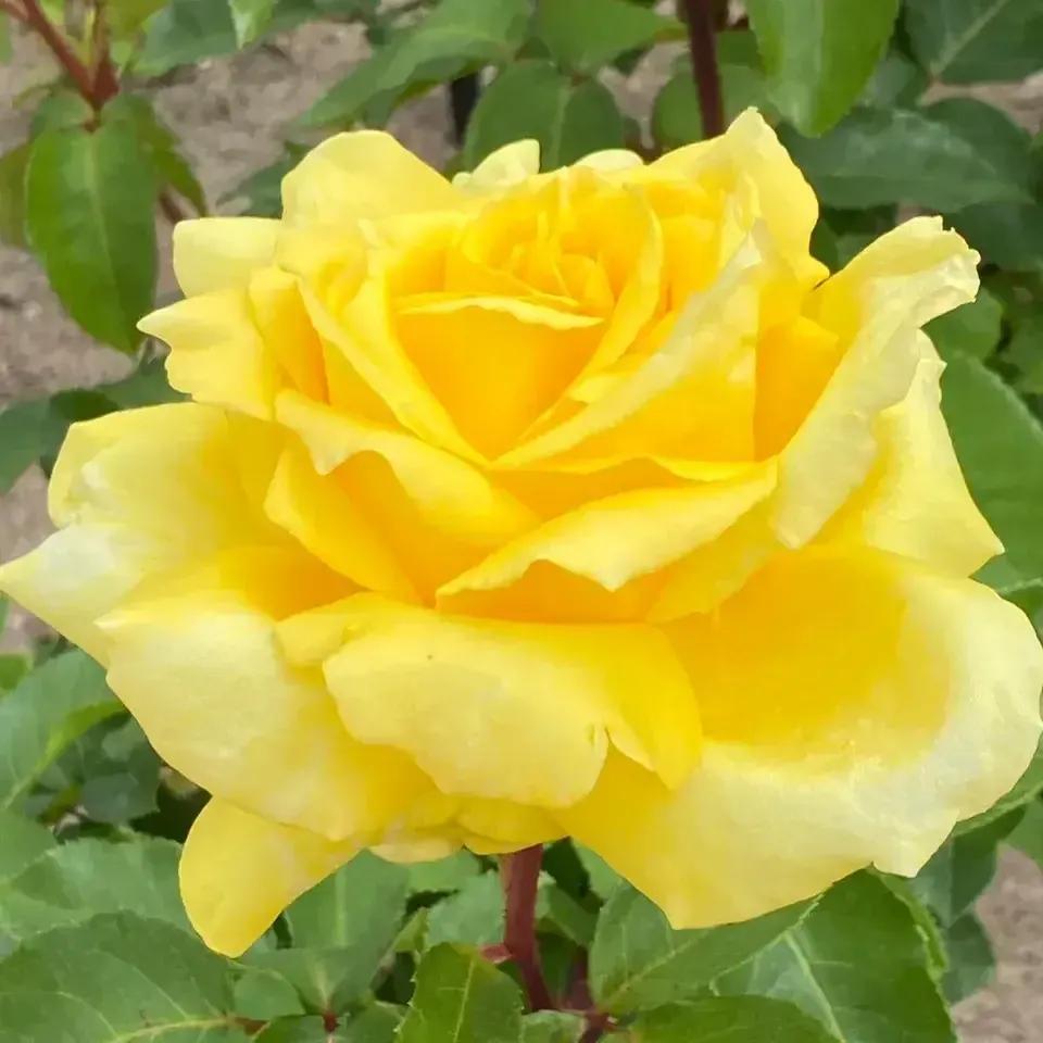 头条新手创作注意事项,头条创作注意哪些事项