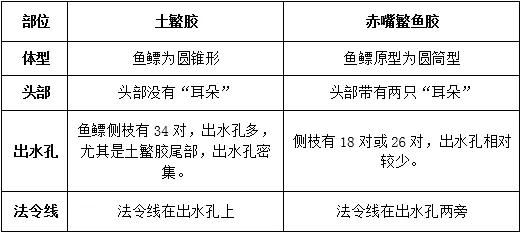 鳘鱼胶和赤嘴胶的区别,土鳘赤嘴母鱼胶功效