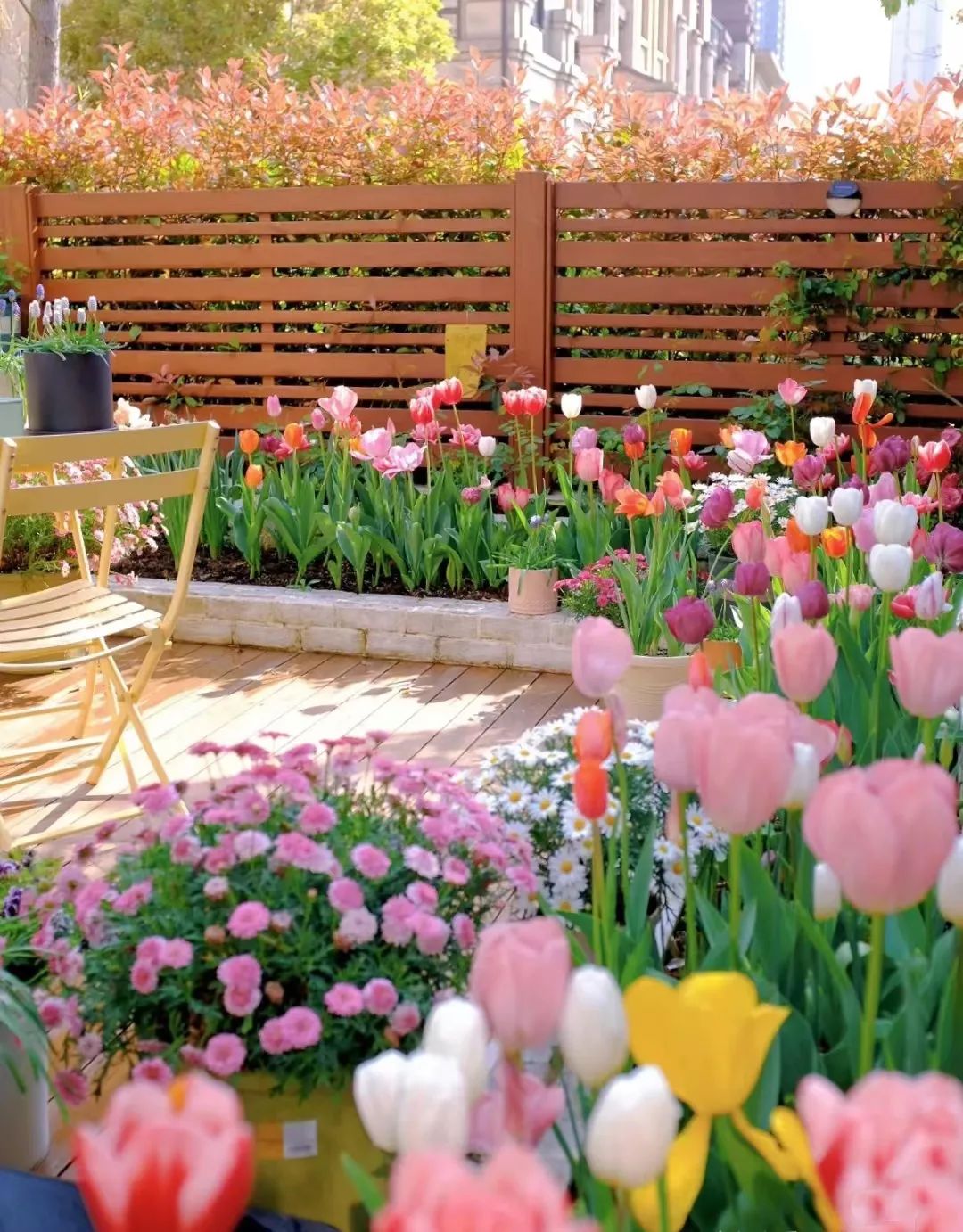 球根类花卉有哪些比较好养,有哪些好看的球根花卉盆栽