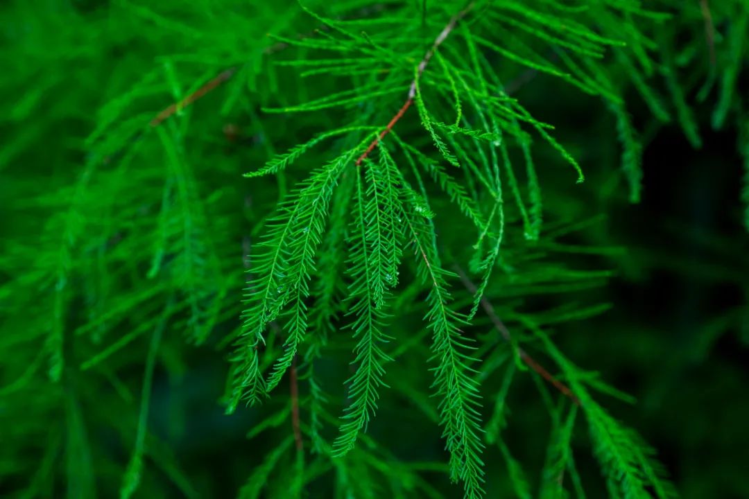 特色烟熏技巧,全网最简单懒人烟熏技巧大揭秘