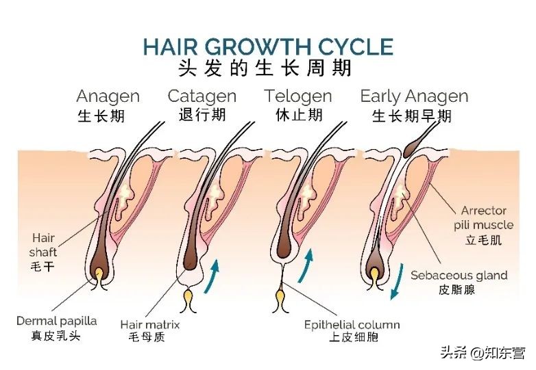 足球运动员为什么不秃顶,为什么足球运动员头发很短