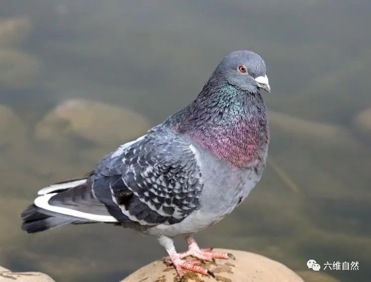 英国出现“僵尸”鸽子,英国出现僵尸鸽子人类会感染吗