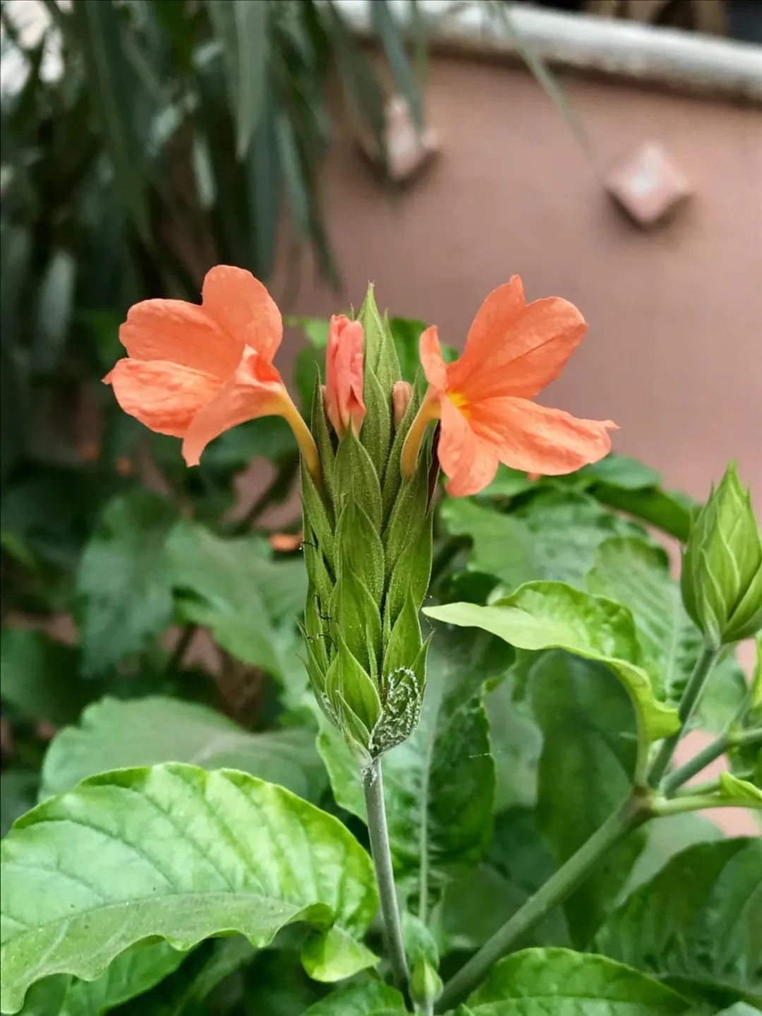 适合夏天养的7种花越晒开花越旺,夏天最能开的10种花越热越能开