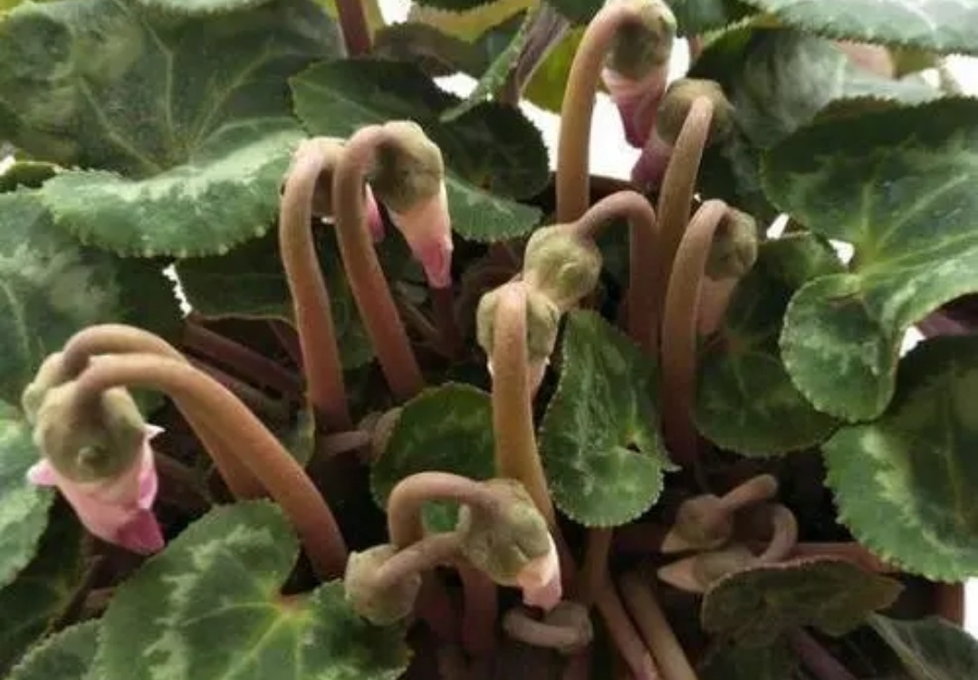 3月份的仙客来怎么养护,刚买来的仙客来怎么养护