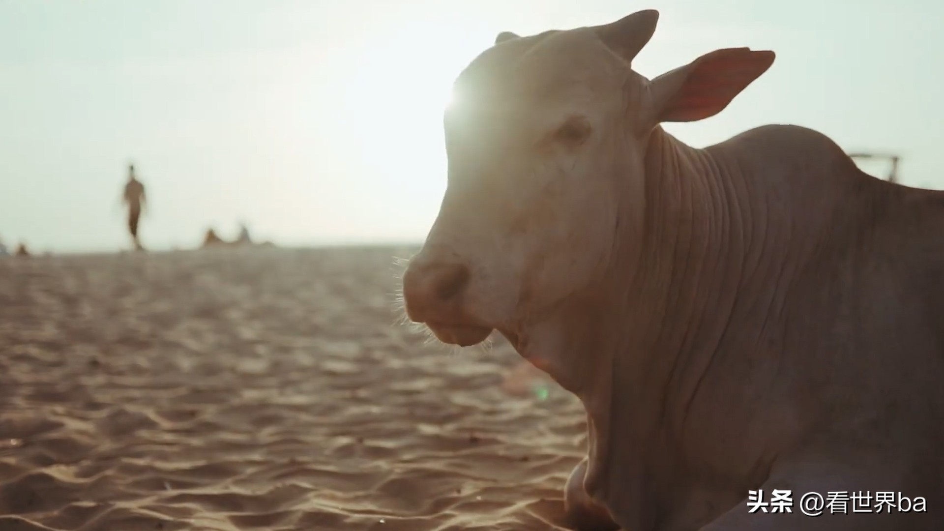 印度牛粪饼多少钱一只,印度牛粪饼一盒205元经常卖到脱销