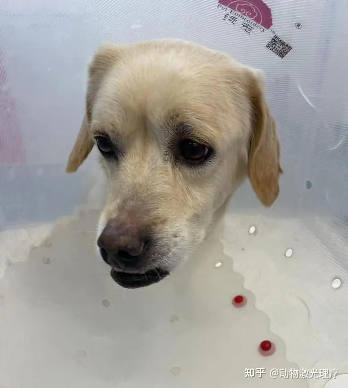 治疗案例分享100例,激光治疗癌症成功案例