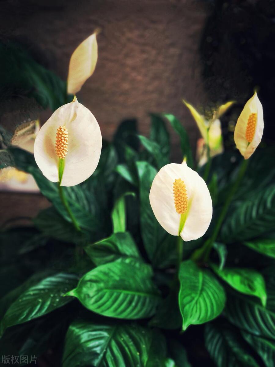 水培白掌上面都烂根了怎么办,水培白掌快蔫了怎么能救活