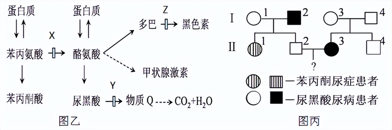 高中生物变异和育种知识点,高中生物变异育种进化思维导图