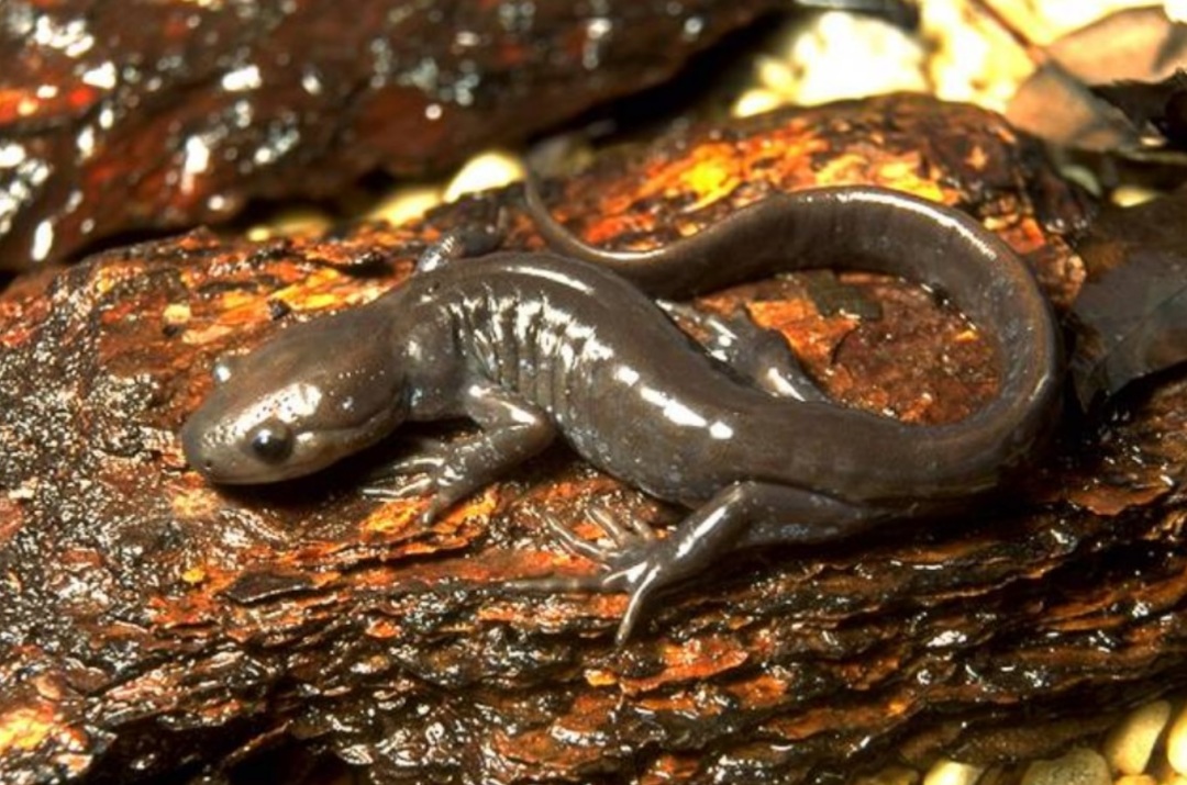 全员雌性，靠偷别人的精子繁衍后代…这种动物让科学家都迷惑了