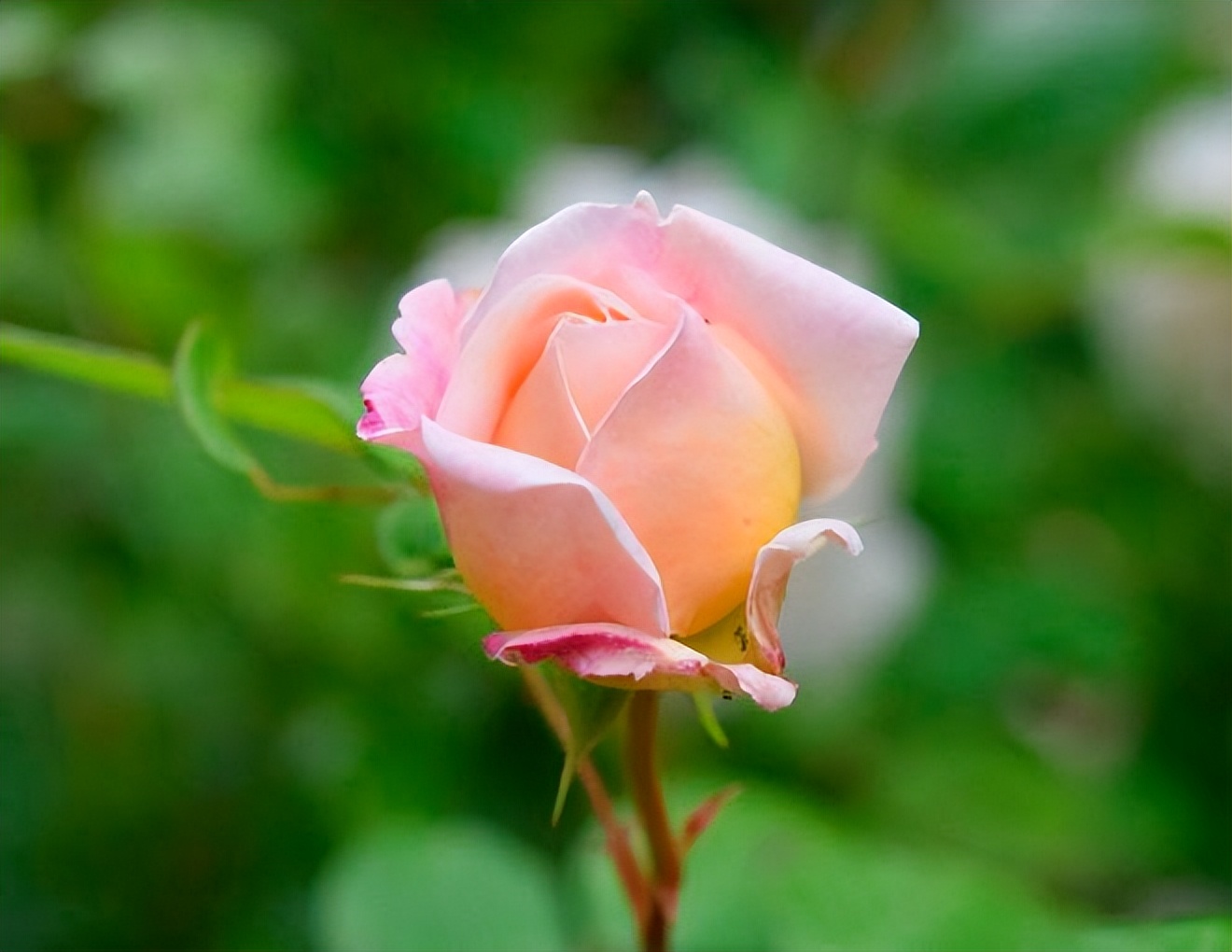 我的前半生罗子君抢闺蜜男友,我的前半生罗子君找到证据