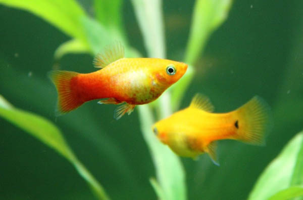 玛丽月光鱼怎么生崽,黑尾月光米奇鱼