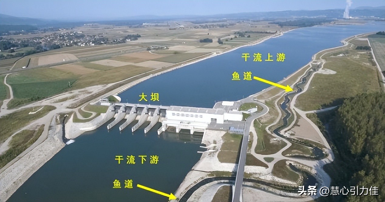 三峡大坝里最大鳡鱼,三峡大坝鱼群画面里部分大鳡鱼