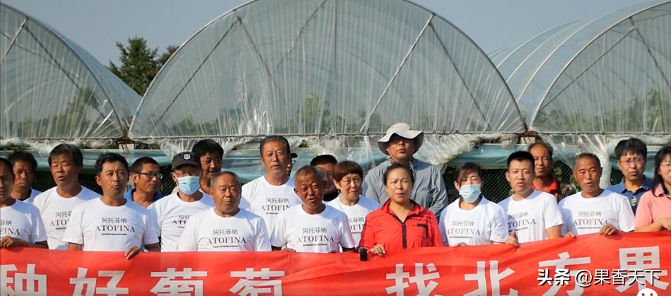 20亩阳光玫瑰卖285万是如何实现的,栽种60亩阳光玫瑰一年收入多少钱