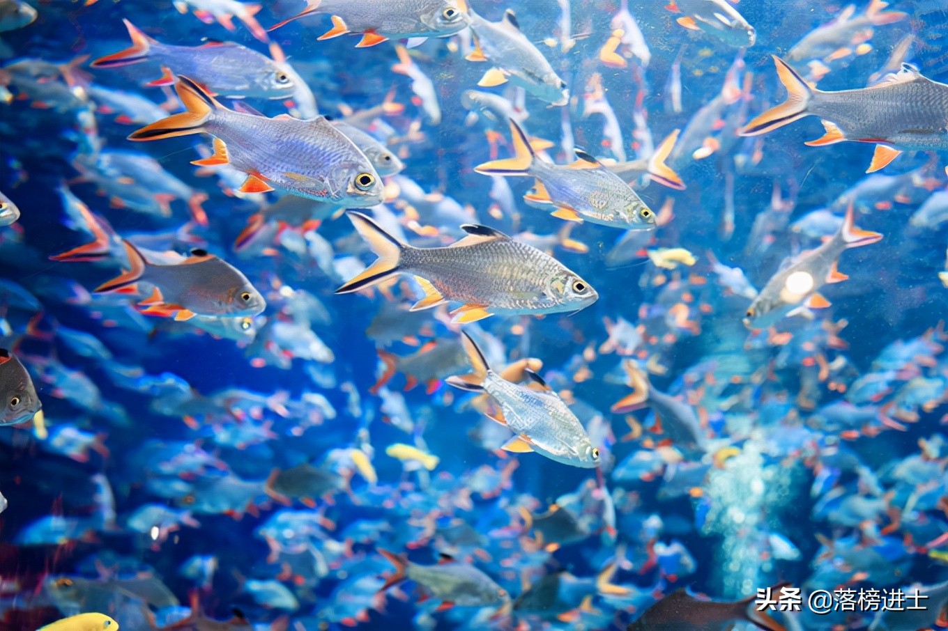 成都浩海立方的海洋馆游玩攻略,浩海立方成都海洋馆世界之最